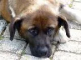 Adopt Coffi a Tricolor (TanBrown and Black and White) Collie  Ge