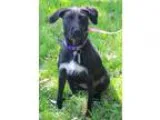Adopt AVERY a Labrador Retriever Terrier