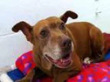 Adopt MAGGIE a BrownChocolate Pit Bull Terrier  Mixed dog in Tac