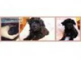 Designer Breed Yorkiepoo
