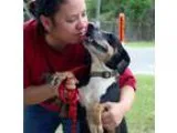 Adopt Pearl a Catahoula Leopard Dog  Mixed dog in Darien GA (154