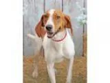 Adopt Cappy a Treeing Walker Coonhound  Mixed dog in Inverness F