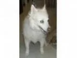 Adopt Bj a American Eskimo Dog