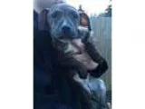 Adopt Magnum a Pit Bull Terrier