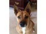 Adopt Lakke a Black - with Tan Yellow or Fawn Shepherd (Unknown 