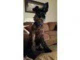 Adopt Cooper a Schnauzer