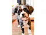 Adopt Rumples a Shih Tzu  Mixed dog in Washington DC (15422719)
