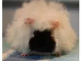 Adopt Shelby a Guinea Pig