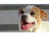 Adopt Finnick a White - with Brown or Chocolate Jack Russell Ter