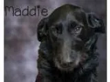 Adopt Maddie a Labrador Retriever