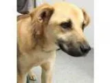 Adopt Bum a TanYellowFawn Shepherd (Unknown Type)  Mixed dog in 