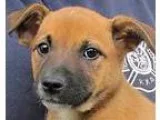 Adopt Giggles a RedGoldenOrangeCh estnut - with Black Australian