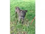 Adopt Darby a Pit Bull Terrier  Mixed dog in Silverdale WA (1545