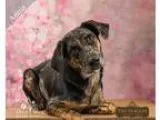 Adopt Annia a Black - with Brown Red Golden Orange or Chestnut C