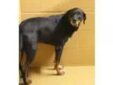 Adopt Roddy a Rottweiler Doberman Pinscher