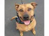 Adopt Kobe a TanYellowFawn Rhodesian Ridgeback Pit Bull Terrier