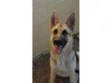 Adopt Mary a German Shepherd Dog