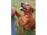 Adopt Melodia a Golden Retriever