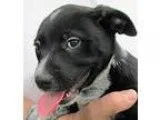 Adopt Belgium a Black - with Gray or Silver Border Collie  Austr