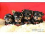 CKC very cute tiny Yorkie ( Yorkshire Terrier ) puppies