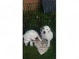 Adopt Faith Hill a Boxer Great Pyrenees