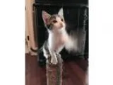 Adopt Guinness a Domestic Shorthair  Mixed (short coat) cat in O