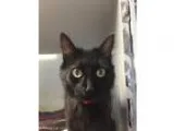 Adopt Fluffy a Domestic Medium Hair