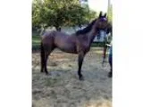 Heading Horse