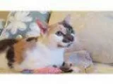 Adopt JULIE (PetSmart) a Calico