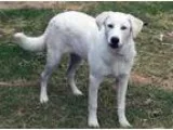 Adopt Campbell a Great Pyrenees Labrador Retriever