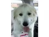 Adopt Mary Lou (S) a Great Pyrenees