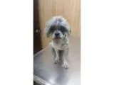 Adopt Billy a Shih Tzu