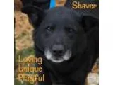 Adopt Shaver a Chow Chow Labrador Retriever