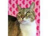 Adopt Sybil a Domestic Short Hair