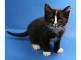 Adopt Bosco a Black and White or Tuxedo Domestic Longhair  Mixed