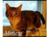 Adopt Mittens a Gray Blue or Silver Tabby Domestic Shorthair (sh