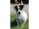 Adopt Spot a Jack Russell Terrier