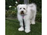 Beautiful White Husky