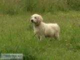 Golden retriever puppies