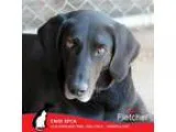 Adopt Fletcher a Labrador Retriever