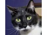 Adopt King and Princessa a Tuxedo Domestic Short Hair