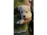 Adopt Rhododendron (Rhode) a White - with Black Hound (Unknown T