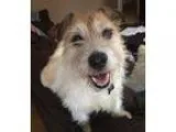 Adopt Chester a White Terrier (Unknown Type Medium)  Jack Russel