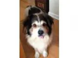 Adopt Joda a TanYellowFawn - with White Australian Shepherd  Fla