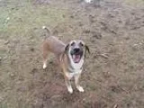 Adopt CAREY a Collie  German Shepherd Dog  Mixed dog in Toronto 