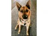 Adopt Stasha a Black - with Tan Yellow or Fawn German Shepherd D