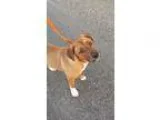 Adopt Ari a RedGoldenOrangeCh estnut - with White Labrador Retri
