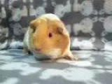 Adopt Sunshine (Spayed) a Guinea Pig