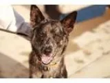 NEED A 2LBS. PROVEN MALE CHIHUAHUA FOR STUD SERVICE IN SEPTEMBER