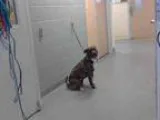 Adopt RAIN a Pit Bull Terrier  Mixed dog in Tacoma WA (15420360)